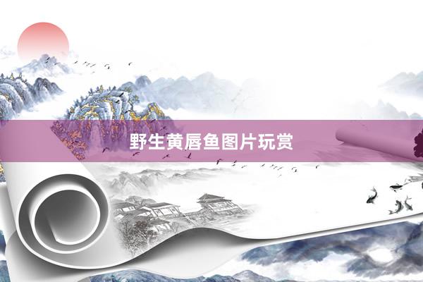 野生黄唇鱼图片玩赏